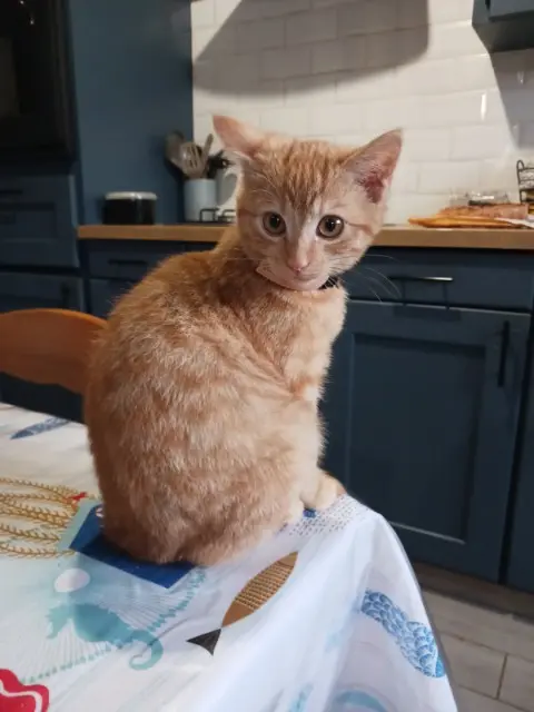 chat lost   49140 Rives-du-Loir-en-Anjou Tigrou