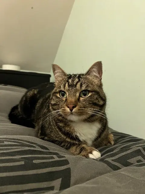 chat lost   49140 Rives-du-Loir-en-Anjou Raven