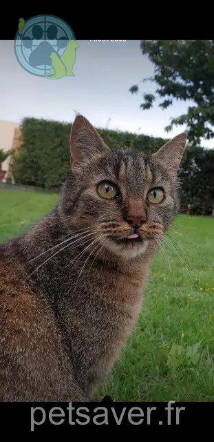 chat lost   49140 Rives-du-Loir-en-Anjou Stitch