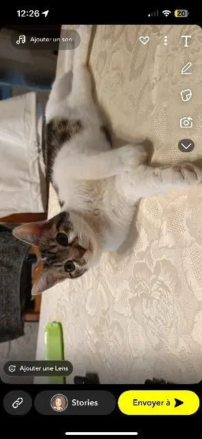 chat lost    Mazé-Milon Roucky