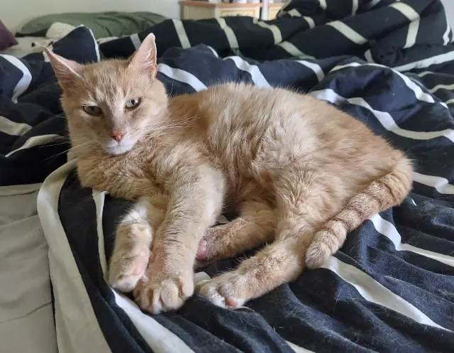 chat lost   49130 Sainte-Gemmes-sur-Loire Rouky