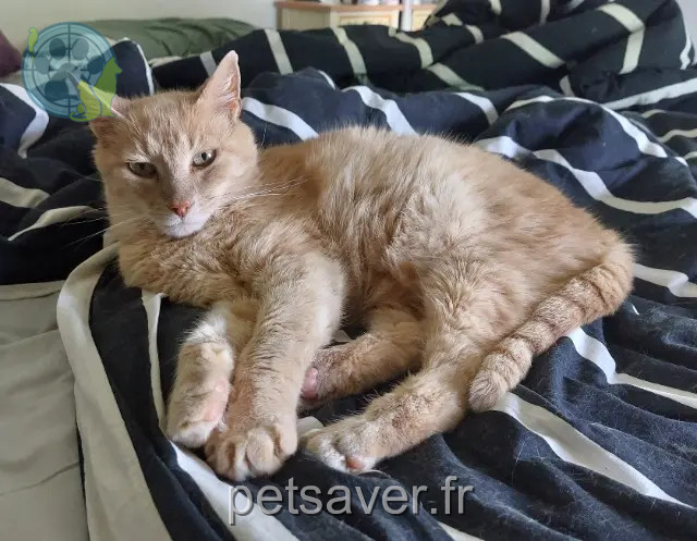 gato perdido 49130 Sainte-Gemmes-sur-Loire Rouky gato lost 49130 Sainte-Gemmes-sur-Loire Rouky
