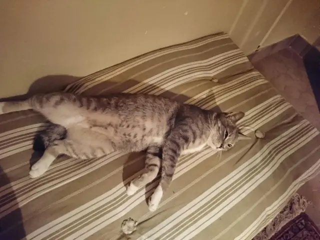 chat lost   49400 Distré Samhuinn