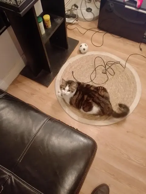 chat lost   49360 Maulévrier Scratt