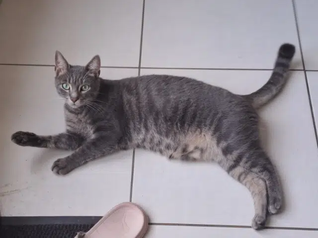 chat lost   49125 Briollay Shocky