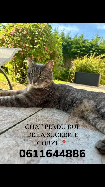 chat lost   49140 Corzé Snow