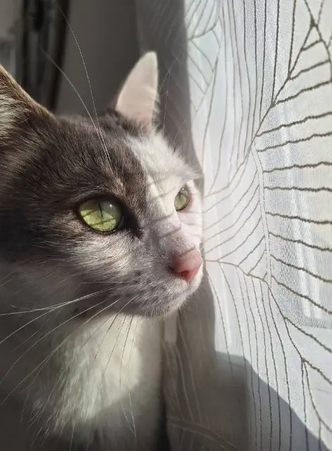 chat lost   49124 Saint-Barthélemy-d'Anjou Snow