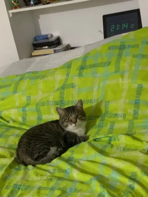 chat lost   49800 Trélazé Star