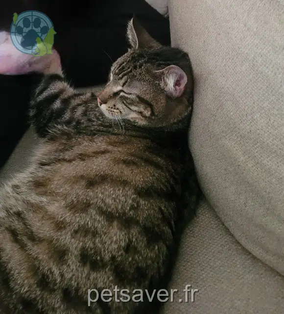 gatto lost 49460 Montreuil-Juigné Stuart