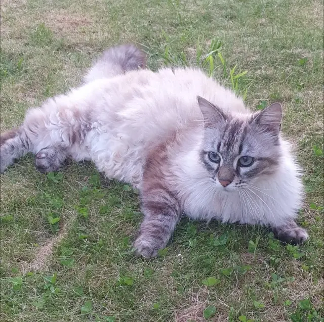chat lost    Sèvremoine Haribo