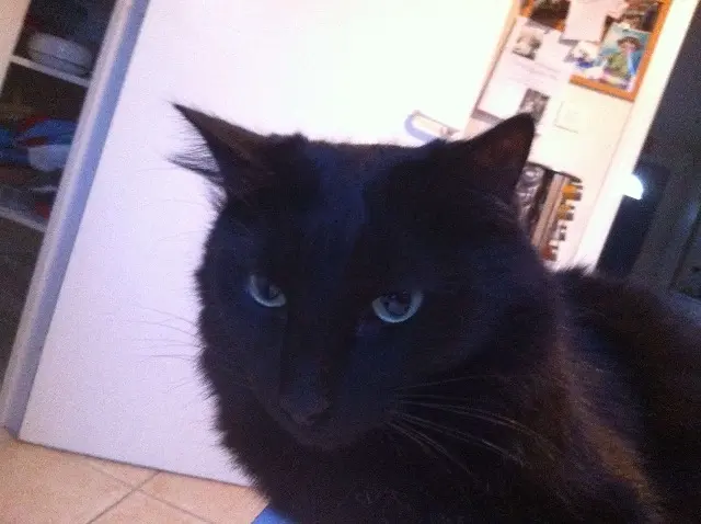 chat lost    Sèvremoine Sacha