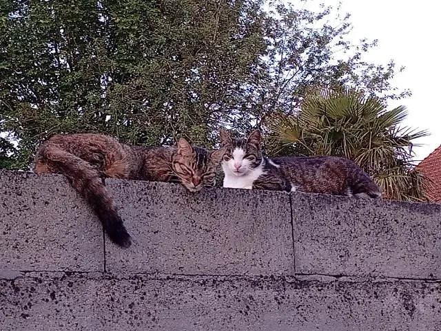 chat lost    Sèvremoine Snoopy