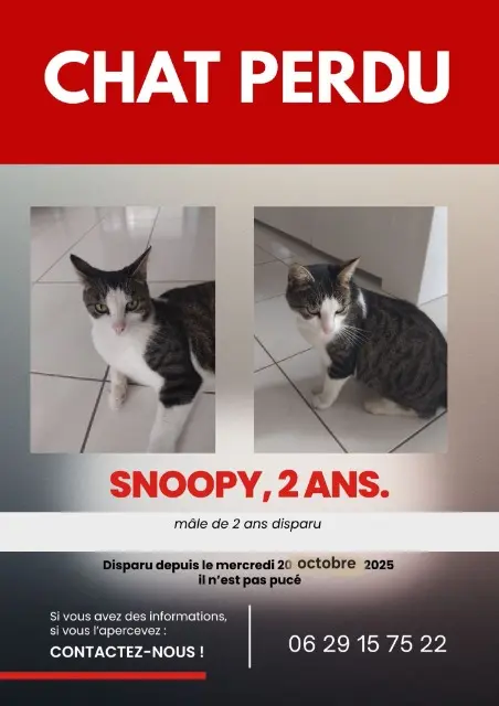 chat lost    Sèvremoine Snoopy