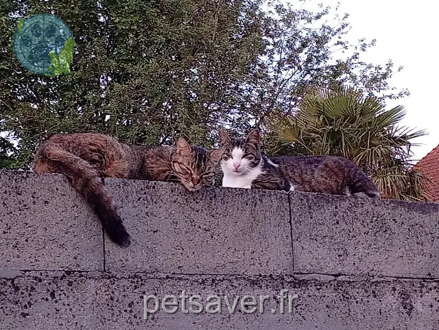 gato perdido Sèvremoine Snoopy gato lost Sèvremoine Snoopy