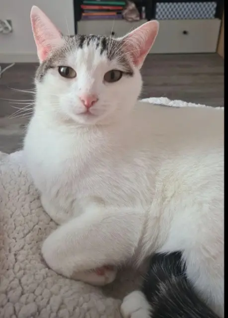 chat lost    Sèvremoine Thanos