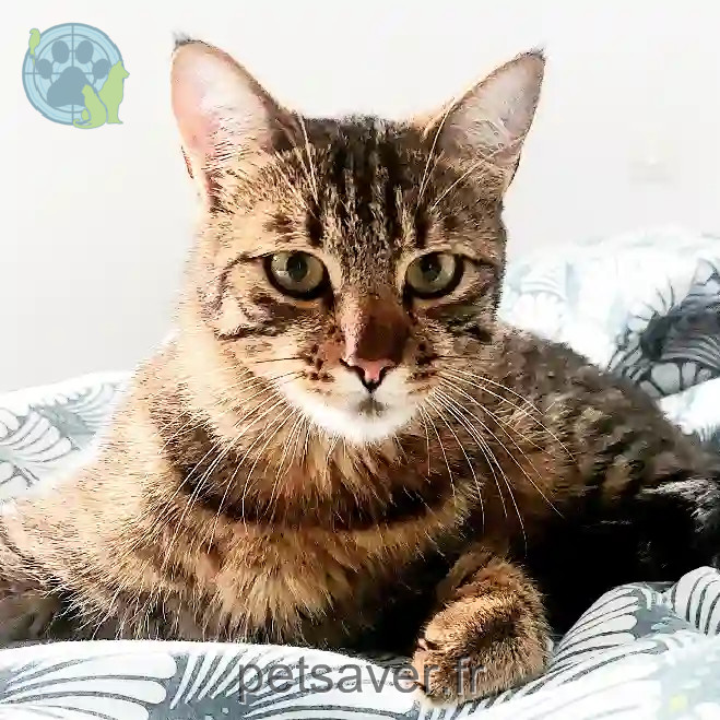 Chat Perdu 49 Maine-et-Loire Sèvremoine - Tigrou Chat Perdu 49 Maine-et-Loire Sèvremoine - Tigrou