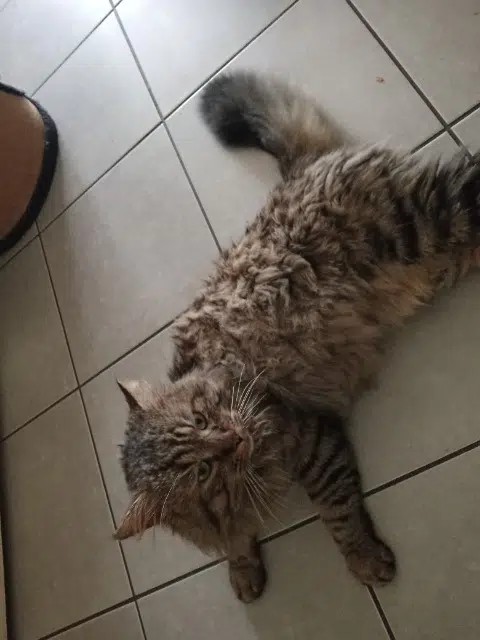 chat lost    Sèvremoine Twist