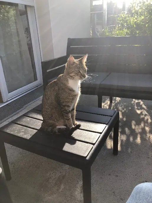 Chat Perdu 49 Maine-et-Loire - Tao Chat Perdu 49 Maine-et-Loire - Tao