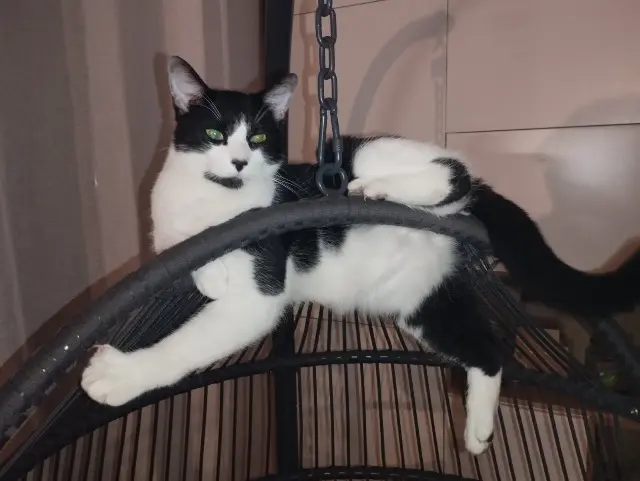 chat lost     Tchoupi