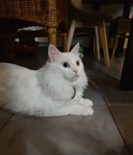 chat lost    Terranjou Oggy