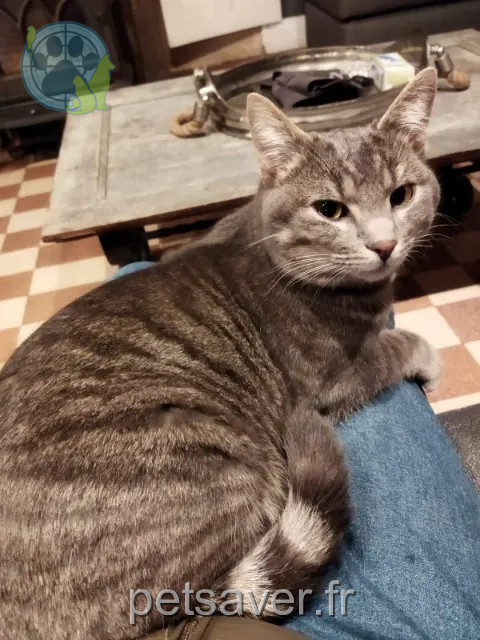 gatto perso Mazé-Milon Topaz gatto lost Mazé-Milon Topaz