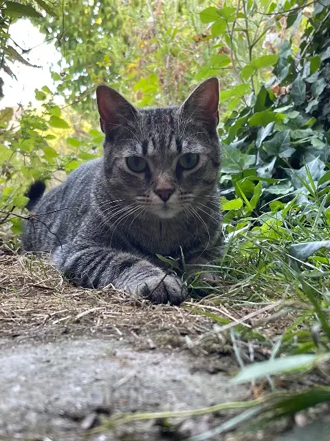 chat lost   49070 Beaucouzé Vandal