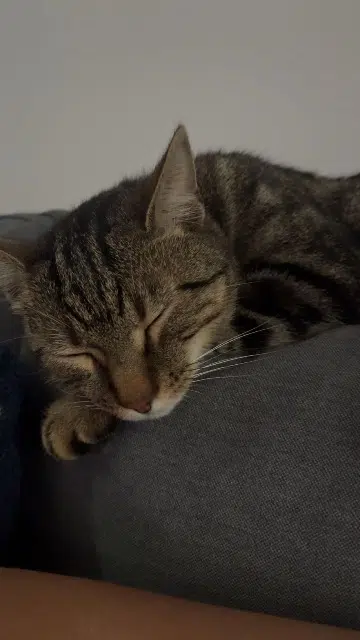 chat lost   49250 La Ménitré Vantilo