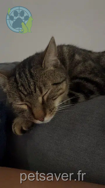 Kater vermisst 49250 La Ménitré Vantilo Kater lost 49250 La Ménitré Vantilo