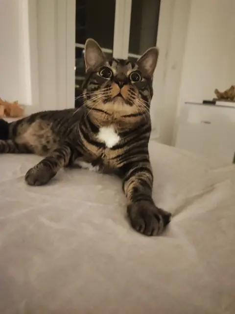 chat lost   49170 Saint-Georges-sur-Loire Victor