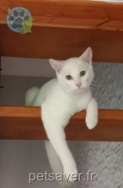 Kater lost   49310 Saint-Paul-du-Bois Vlad
