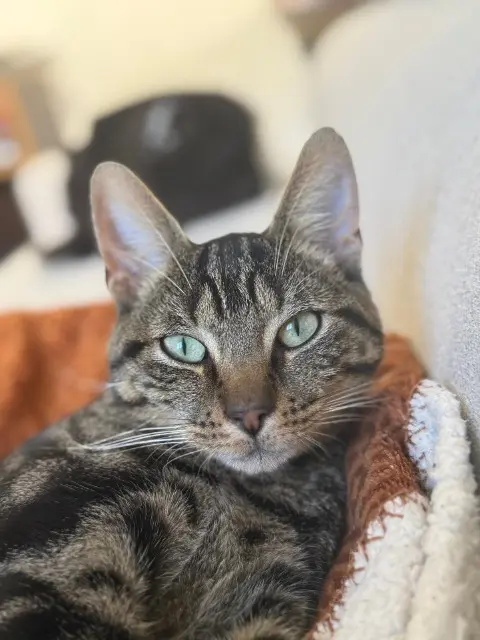 chat lost   49440 Angrie Yasu