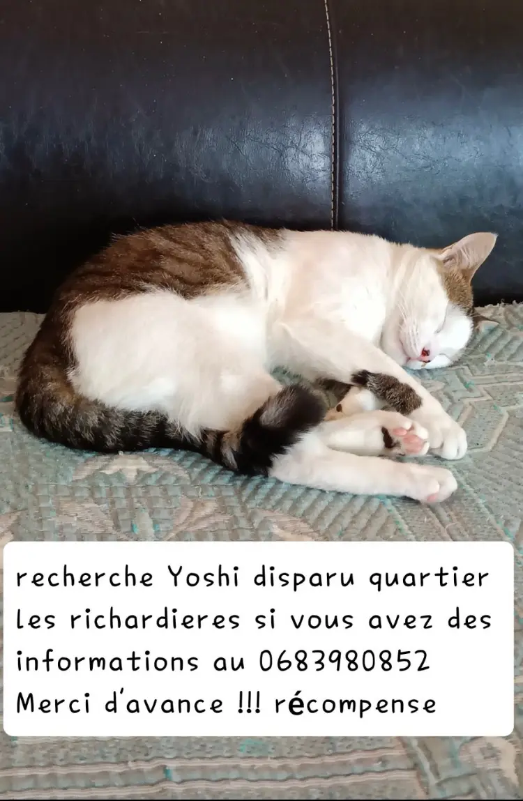 Chat Perdu 49 Maine-et-Loire - Yoshi Chat Perdu 49 Maine-et-Loire - Yoshi