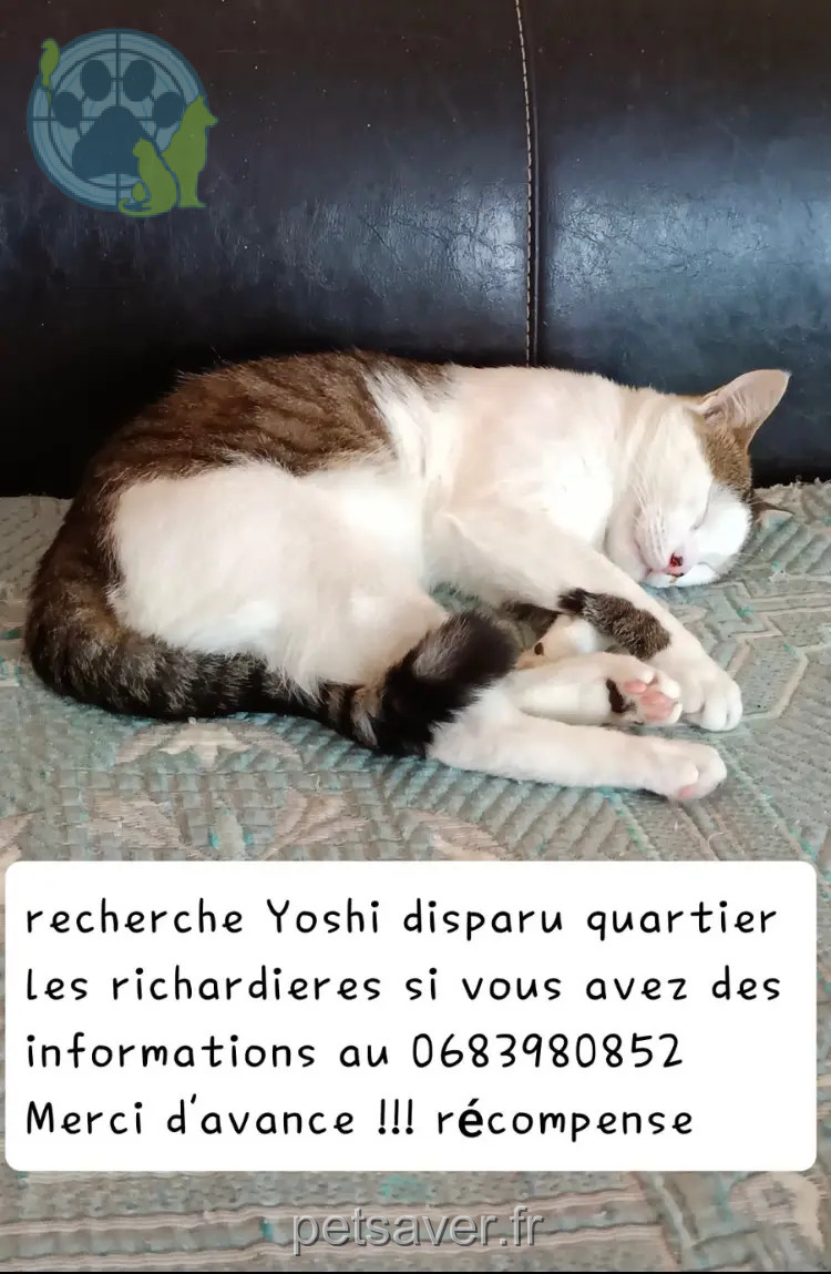 Chat Perdu 49 Maine-et-Loire - Yoshi Chat Perdu 49 Maine-et-Loire - Yoshi