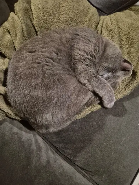 chat lost   49125 Tiercé Yoshi