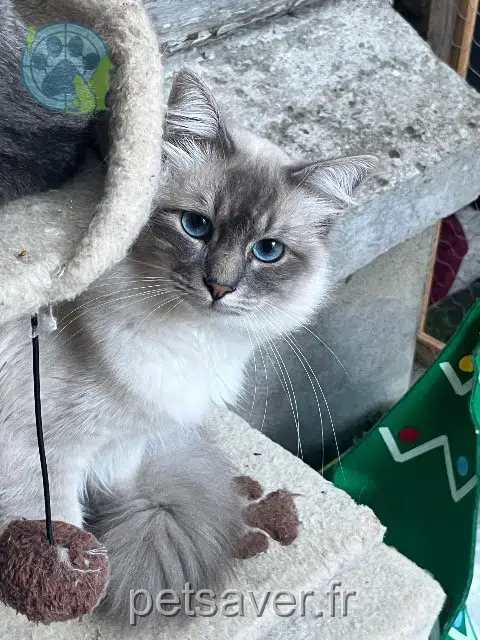 chat lost   49390 Vernantes Zara