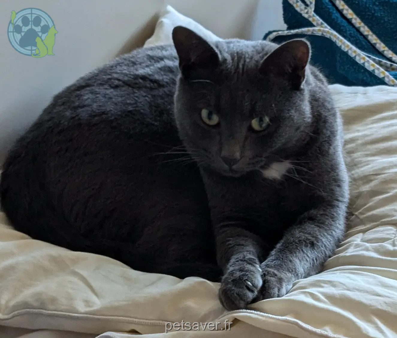 Chat Perdu 50 Manche Chat Perdu 50 Manche