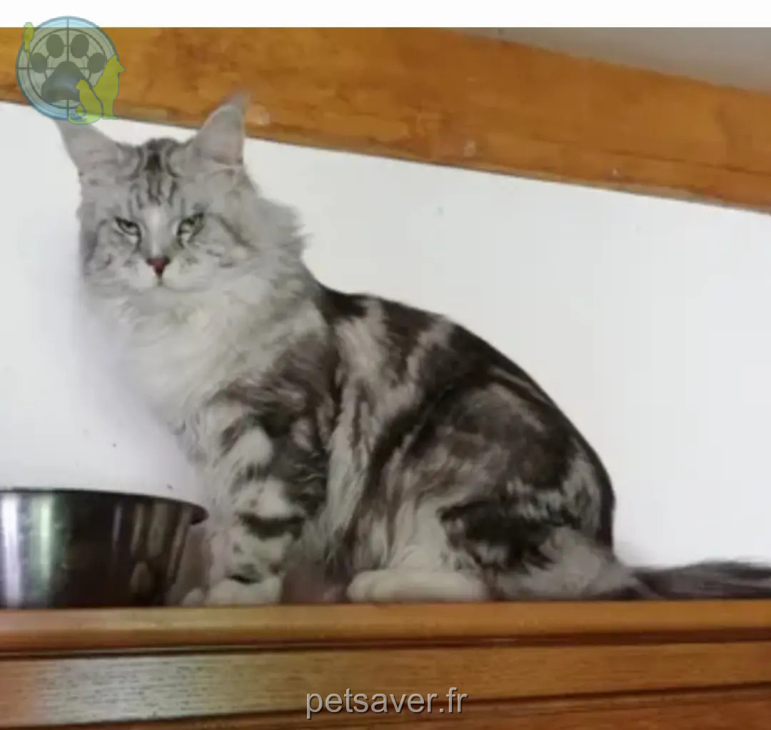 Chat Perdu 50 Manche Chat Perdu 50 Manche