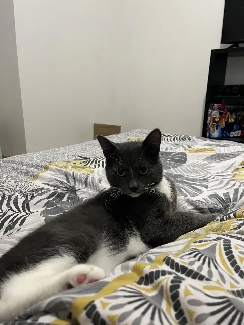chat lost   50300 Avranches Airon