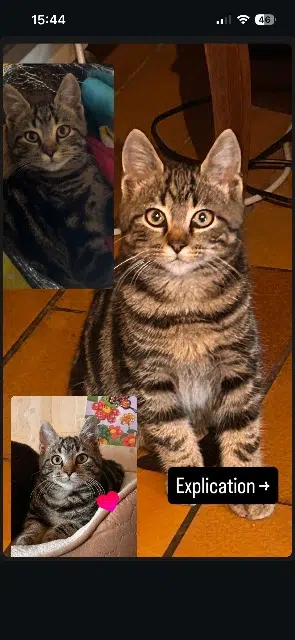 chat lost   50320 Saint-Jean-des-Champs Arisu