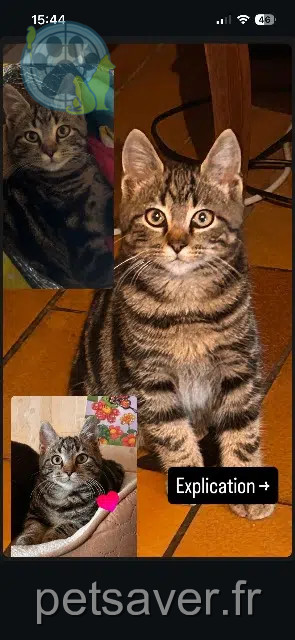 gato perdido 50320 Saint-Jean-des-Champs Arisu gato lost 50320 Saint-Jean-des-Champs Arisu