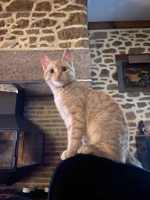 chat lost   50870 Subligny Ary