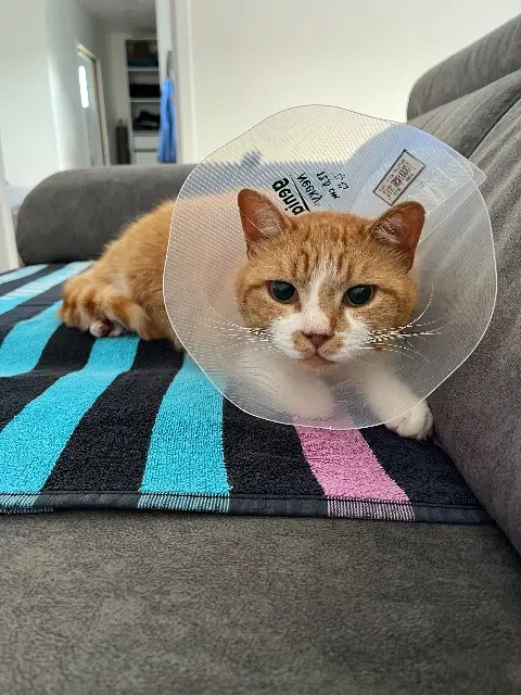 chat lost    Cherbourg-en-Cotentin Azra