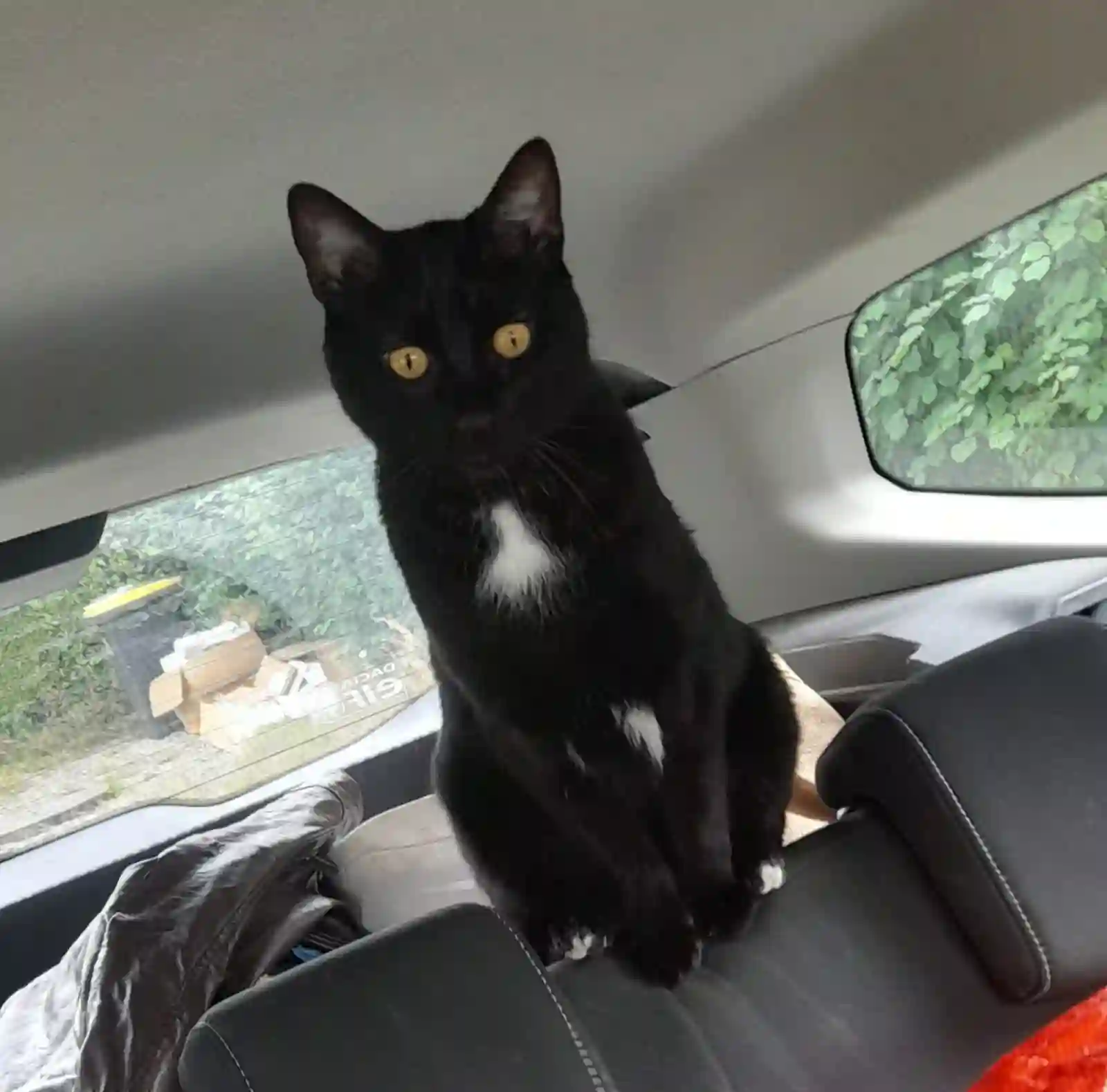Chat Perdu 50 Manche - Bagheera Chat Perdu 50 Manche - Bagheera