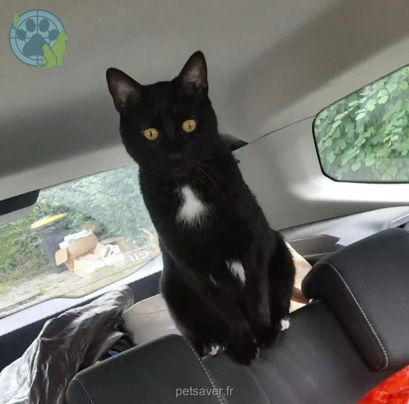 Chat Perdu 50 Manche - Bagheera Chat Perdu 50 Manche - Bagheera