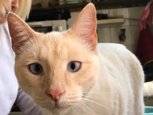 gato perdido 50230 Agon-Coutainville Billy gato lost 50230 Agon-Coutainville Billy
