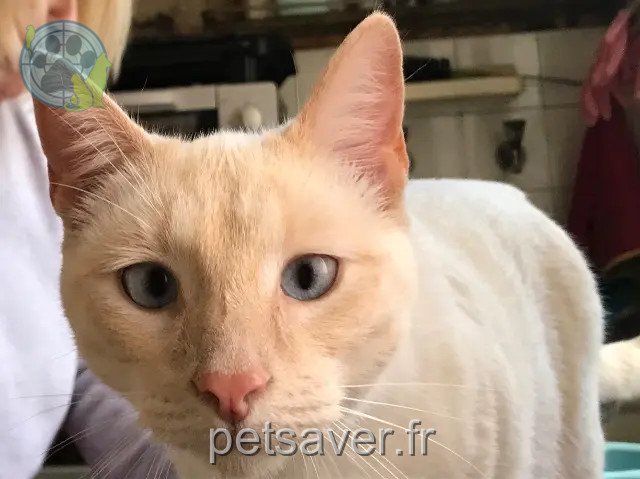 chat perdu 50230 Agon-Coutainville Billy chat lost 50230 Agon-Coutainville Billy