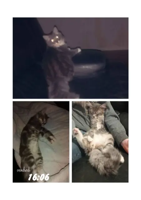 chat lost   50210 Roncey Biscuit