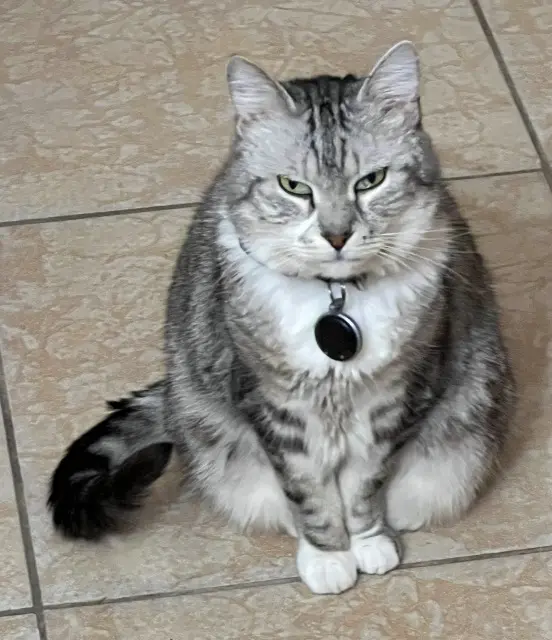 chat lost   50750 Bourgvallées Simba