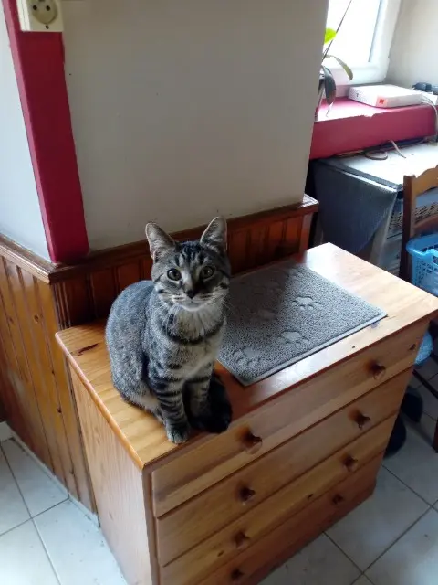 chat lost   50210 Roncey Calin