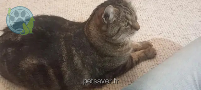 chat lost   50370 Brécey Chouchou